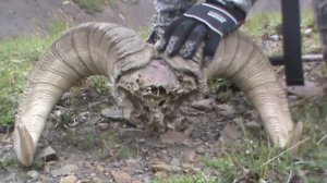 Здесь гибнут не только бараны...