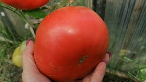 Этот томат крупный, сочный, с настоящим "томатным" вкусом -сладкий с приятной кислинкой.