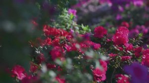 Потрясающая Земля HDR  Dolby Vision 4K Ultra HD (120 кадров в секунду)