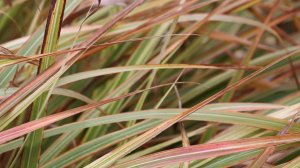 Осенние краски моего сада. Злаки.