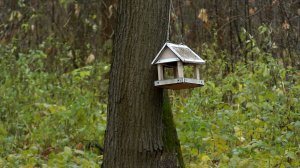 СИНИЧКИН ДЕНЬ