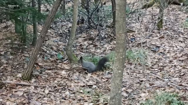 Ой сколько белочек.12 ноября в Южно-Сахалинске.mp4