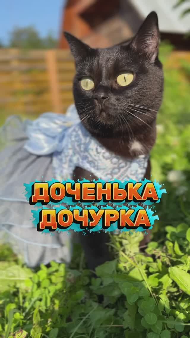 Доченька дочурка❤️ #кошка #милыекошки #животные