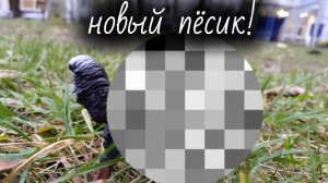 обзор ( мне лень что-то писать)