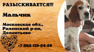 Пропала собака! Мальчик. Московская обл, Раменский р-н,  Дементьево