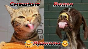 Смешные видео приколы|Юмор и Приколы.