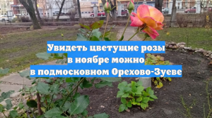 Увидеть цветущие розы в ноябре можно в подмосковном Орехово-Зуеве