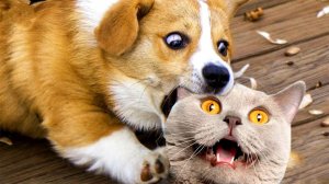 СМЕШНЫЕ ВИДЕОПРИКОЛЫ |Смешные и забавные животные | Я РЖАЛ ДО СЛЕЗ|ПОДБОРКА ПРИКОЛОВ С ЖИВОТНЫМИ