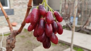 АВТОГРАФ КАЛУГИНА НА 12.11.2025!!!🍇🍇🍇 Telegram, WhatsApp и Vlber +79528500417. ТЕЛ. +79054033245.