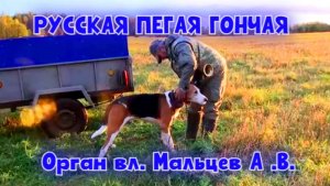 РУССКАЯ ПЕГАЯ ГОНЧАЯ - Орган вл. Мальцев А .В. #охотасгончей#собака #животные #топ #hunting