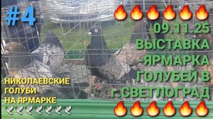 🔥🔥🔥 09.11.25. Выставка-ярмарка голубей в г.Светлоград. Часть 4. Птичий рынок. Николаевские голуби