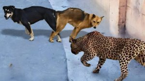Леопарды утаскивают собак прямо со дворов и улиц