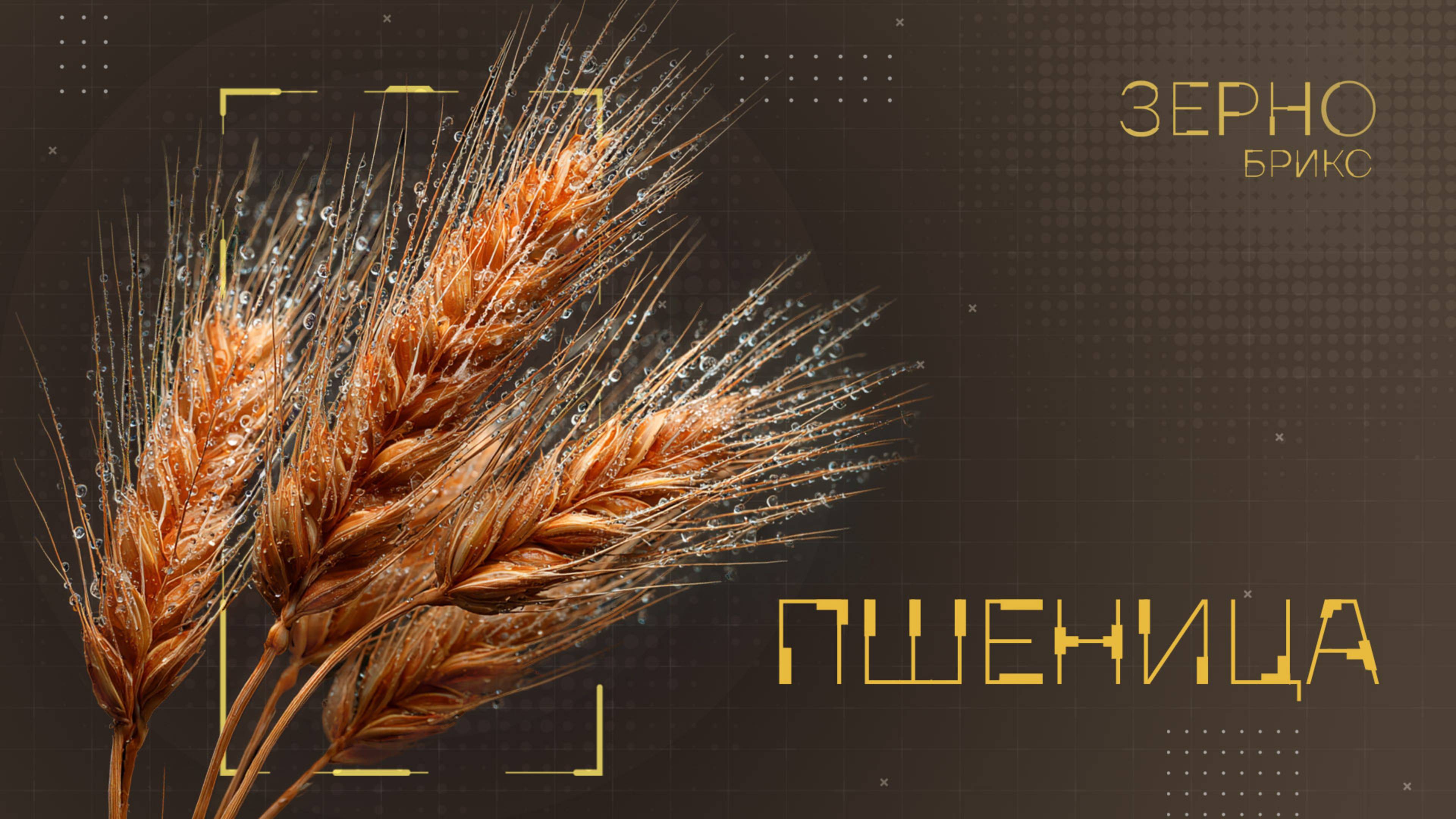 «Зерно БРИКС». Пшеница