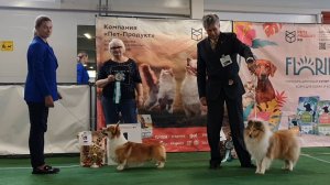 16.08.2025, СПБ. Клуб "Кентавр" (РКФ, РФСС). Выставка собак САС 1 группы FCI