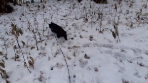 Пошел на обход.