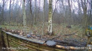 Белочка спешит на завтрак. Подмосковье