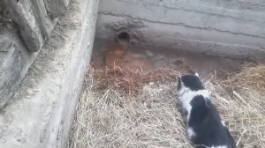 Кот против крысы