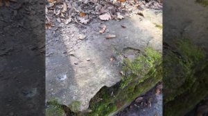 прогулка в лесу