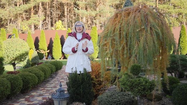 Какую лиственницу выбрать для сада и как за ней ухаживать?В видео подробно рассказывает эксперт по