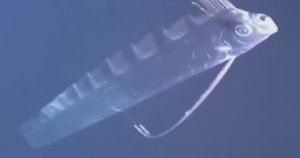 .... Рыба Вислонос - Что мы знаем о ней....