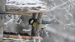 Синичкин день в Русском музее: петербургские школьники сделали кормушки для зимующих птиц