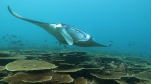 Полёт манты. Можно смотреть бесконечно 1