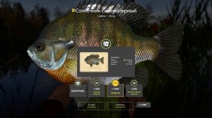 Русская рыбалка 4 - Солнечник синежаберный трофей