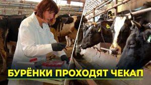 В сельхозкомплексе Ноябрьска проверяет здоровье рогатых постояльцев