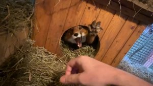 Лиса-Алиса. Лис Игнис помогает убираться в вольере