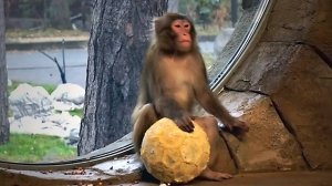 Ягуарам Порги и малышу Габриэлю устроили веселый праздник.