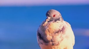 НЕВЕРОЯТНО КРАСИВАЯ МУЗЫКА ДЛЯ ДУШИ