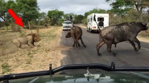 Дикие Кошки на Охоте! Удивительные моменты во врем охоты.