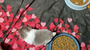 Анфиса пришла в гости к Бэшкам 11.11.25 #цены от 35 тр #купитьщенкачихуахуапродаю +79215950848