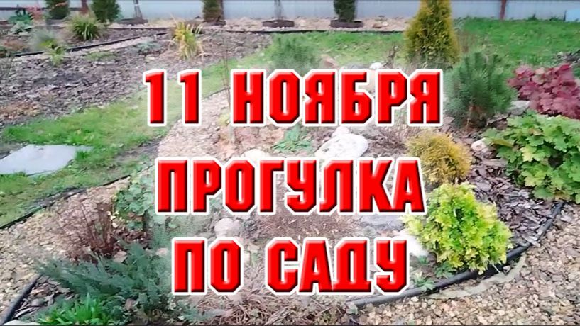 11 ноября. Гуляю по саду и планирую работу на следующий сезон