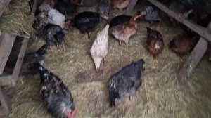 11.11.2025г Дождь льёт как из ведра.Но управлять всех надо.