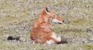 ... Эфиопский Волк - Что мы знаем о нём....