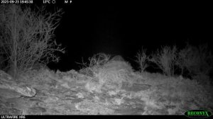 В Саяно-Шушенском заповеднике родилось три котенка снежного барса