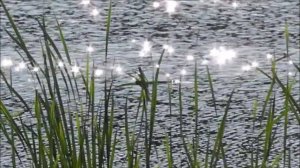 Блики на  пруду