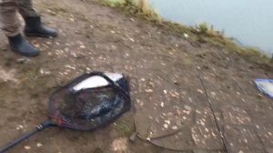 дуплет форели