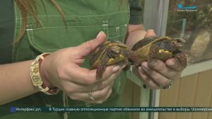 Пополнение в семье редких угольных черепах