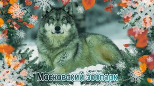 Волк. Серый волк. Московский зоопарк. Осень 2025