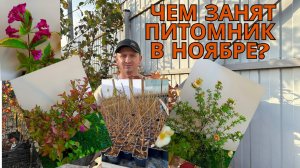 Ноябрь. Тишина. Но не у нас! Чем живет питомник перед зимой