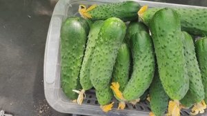 ОГУРЦЫ на 2026 сезон, выбрала из 100 всего 3 лучших сорта огурца, не болеют