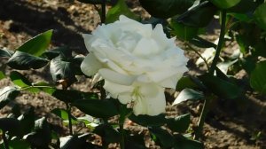 ВИДЕО ПВН  АВ   (146)