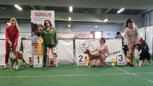 16.08.2025, СПБ. Клуб "Кентавр-1" (РКФ, РФСС). Выставка "ФЕСТИВАЛЬ ПОРОД СОДРУЖЕСТВО" (САС, ЧРКФ)