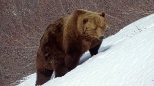 Хороший, правильный медведь.