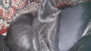 Тишка дома.