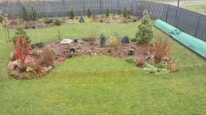 Зима не торопится приходить на восток Ленинградской области, но розы готовы к зиме. 10.11.2025