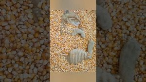 подборка видео с котиками