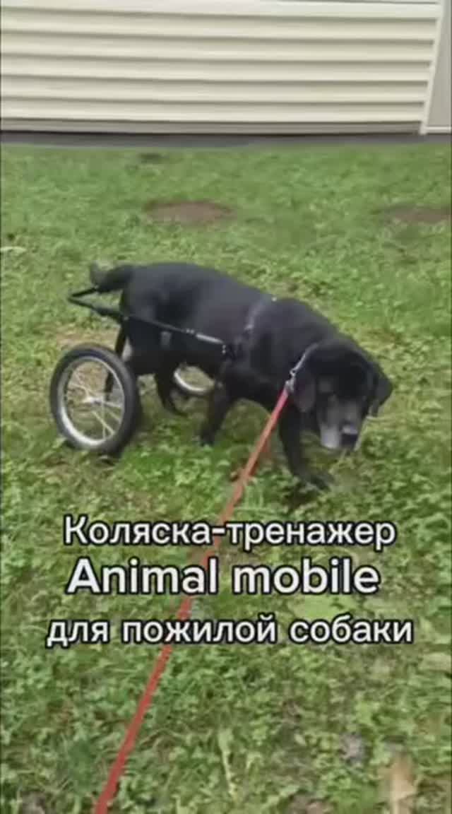 Коляска-тренажер для пожилой собаки